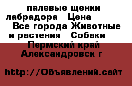 палевые щенки лабрадора › Цена ­ 30 000 - Все города Животные и растения » Собаки   . Пермский край,Александровск г.